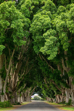 Single road leading through tunnel of fig trees