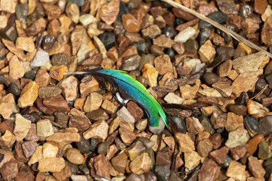 Green and blue feather on brown rocks