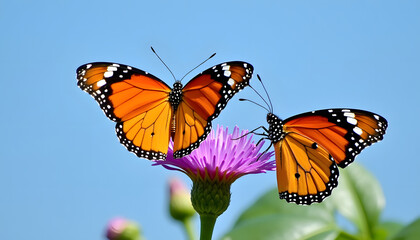 Fototapeta premium Two monarch butterflies with vibrant orange wings rest on a purple flower against a clear blue sky
