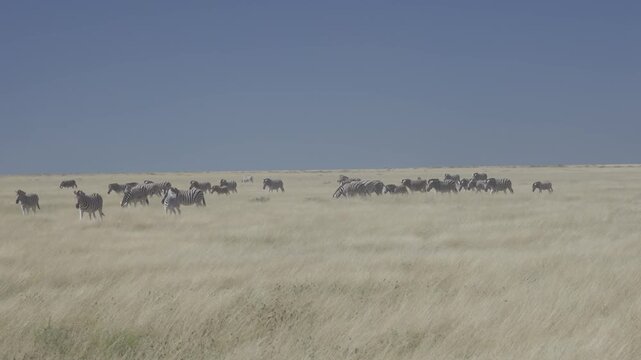 Zebra Herd In Etosha Nationalpark