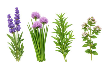 Fototapeta premium Aromatic culinary herbs collection including lavender, chives, rosemary, oregano, showcasing fresh seasoning ingredients on transparent background