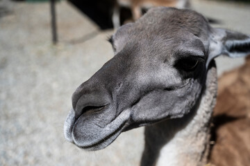 Obraz premium Calm llama appearance, Peaceful llama with soft coat, Tranquil llama with delicate facial features and gentle wool texture