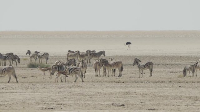 Zebras, Wildlife, Etosha National Park, Namibia