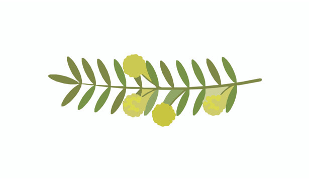Persian mesquite Shami flower and leaves flat vector illustration isolated on white