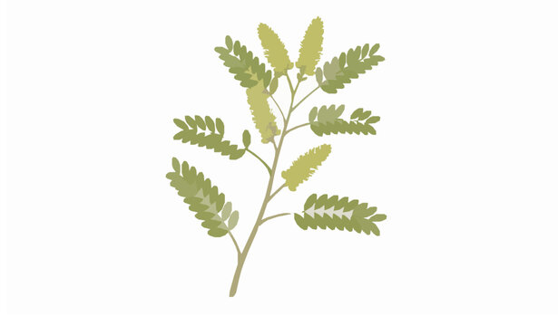 Shami flower Prosopis cineraria botanical vector illustration isolated on white background