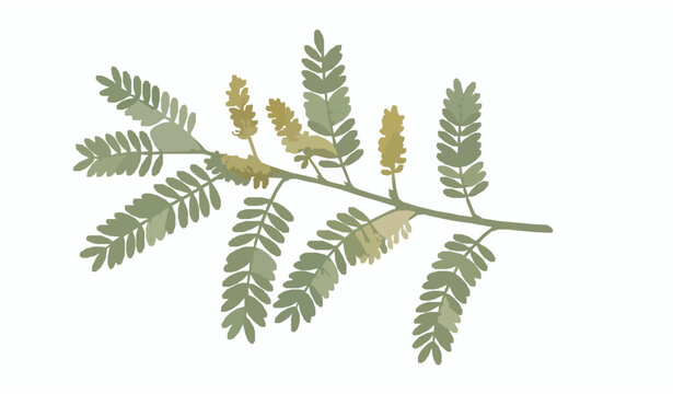 Prosopis cineraria Shami flower botanical line art vector isolated on white