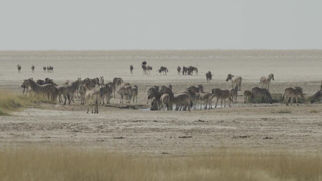 Zebras, Wildlife, Etosha National Park, Namibia