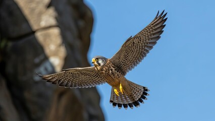Soaring falcon in flight