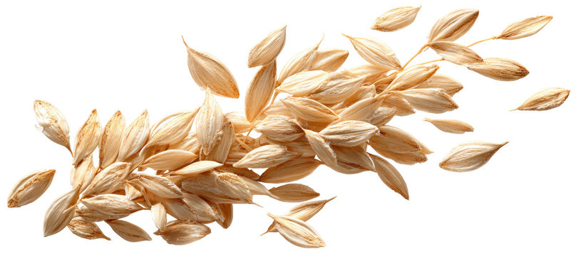 Barley Grains Scattered and Falling, Macro Shot, Studio Lighting Isolated on Transparent Background