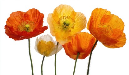Naklejka premium Vibrant Orange and Yellow Poppies in Full Bloom Against a Clean White Background