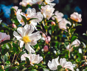 Obraz premium 椿の花