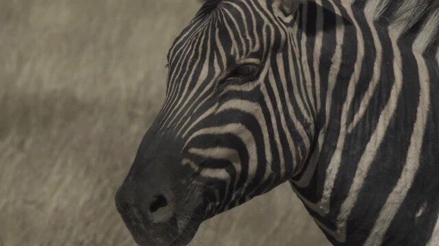 Zebras, Wildlife, Etosha National Park, Namibia