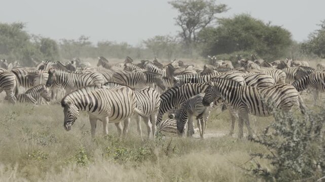 Zebras, Wildlife, Etosha National Park, Namibia