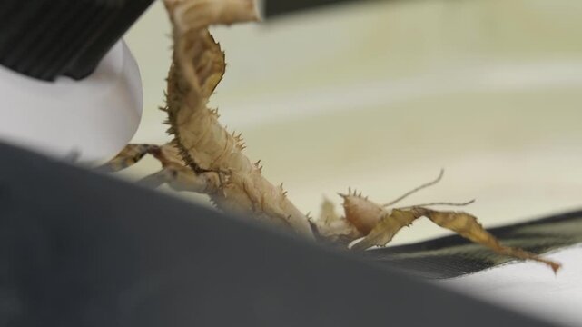 a standing shot-through of a stick insect passing by on equipment to out of frame