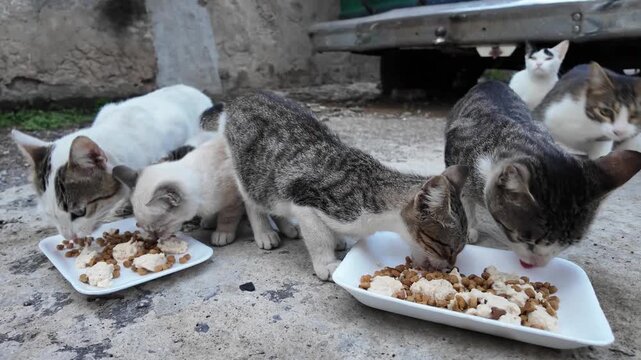 Homeless cats and kittens eating together on a concrete floor