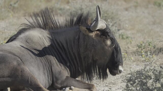 Gnus, Wildlife, Etosha National Park, Namibia