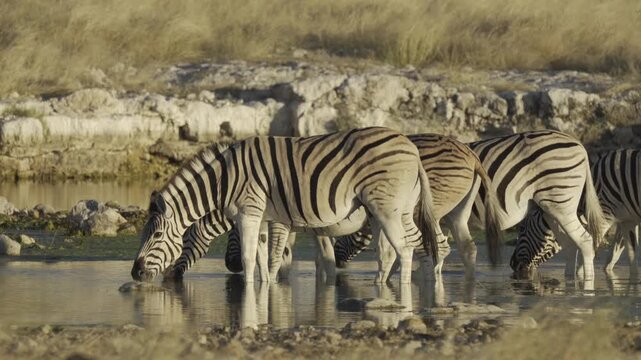 Zebras, Wildlife, Etosha National Park, Namibia