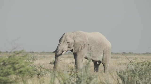 Elephant, Wildlife, Etosha National Park, Namibia