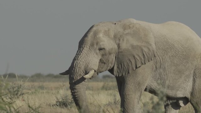 Elephant, Wildlife, Etosha National Park, Namibia