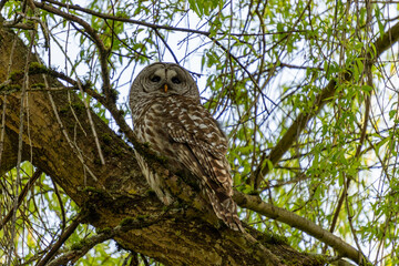Fototapeta premium Spotted eagle owl high in tree, a bird sits on a tree branch