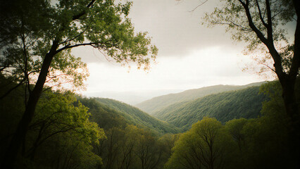 Scenic Valley through Trees Nature Landscape at Sunrise