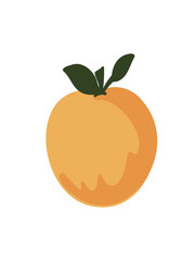 organic apricot fruit with natural color