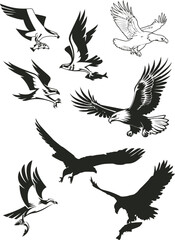 Fototapeta premium Majestic Flying Eagle Silhouettes and Predatory Hawk Vector Art