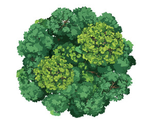 Vista a&eacute;rea de um grupo de &aacute;rvores verdes exuberantes com folhagem densa, isolada em fundo branco.