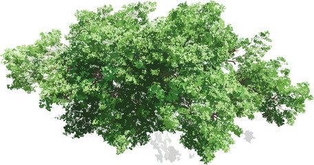 &Aacute;rvore verde frondosa com folhas detalhadas e sombra projetada, isolada em fundo transparente.