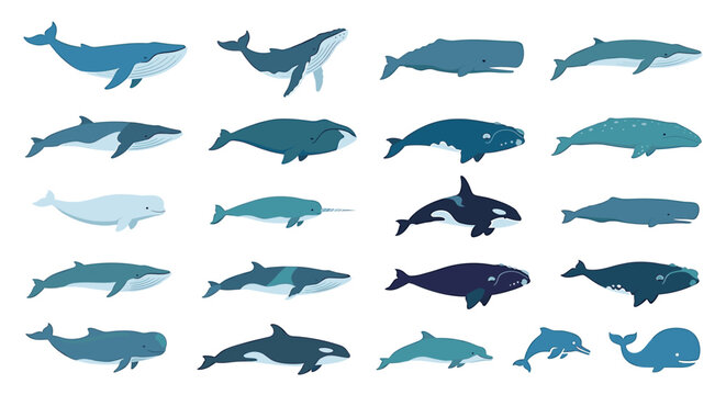 Collection of various whale species illustrations, including blue whales, orcas, and dolphins, in different shades of blue.