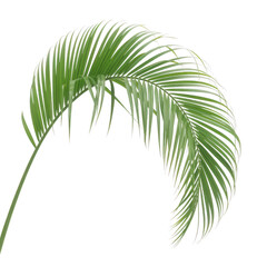 Obraz premium Single palm leaf against white background