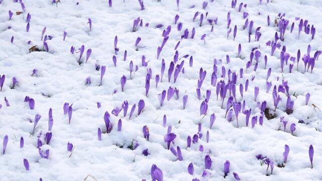 Purple crocuses growing through melting spring snow