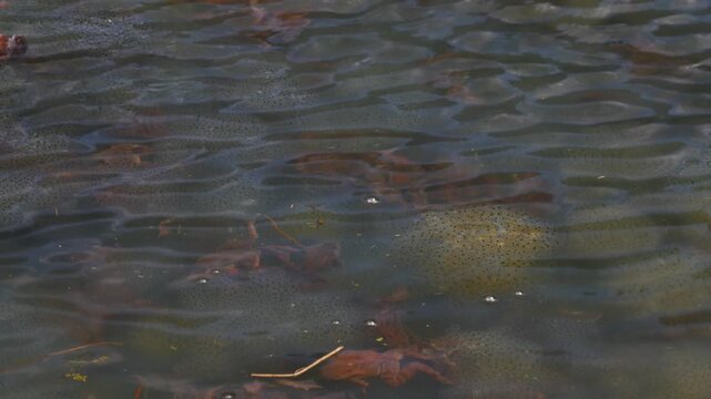 Many frogs mating and laying eggs in a pond