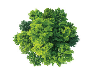 Vista a&eacute;rea de un &aacute;rbol frondoso con follaje verde vibrante sobre fondo blanco transparente