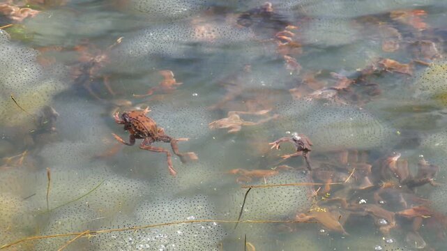 Common frogs swimming in a pond during mating season