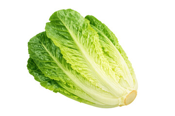 Fototapeta premium Fresh romaine lettuce head with crisp green leaves, symbolizing healthy eating, diet, and vegetarian ingredients on transparent background