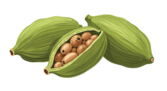 Green cardamom pods are shown in a detailed illustration with one pod open to reveal the small brown aromatic seeds inside.