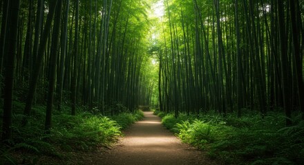 Fototapeta premium 緑豊かな竹林の小道と木漏れ日