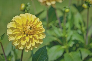 Vibrant yellow dahlia in full bloom