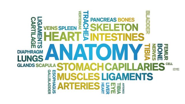 Anatomy animated word cloud-text design animation tag kinetic typography seamless loop.