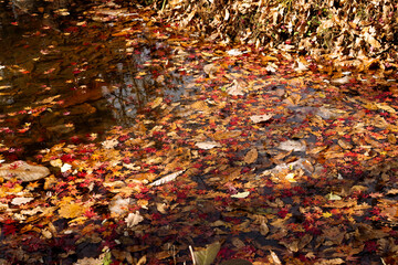 autumn leaves in water