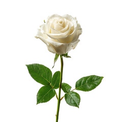 Elegant white rose with green leaves on a stem against a black background