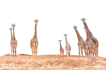 An isolated tall wild giraffe mammal with a long neck walks across a white background representing African safari wildlife from the savannah of Kenya