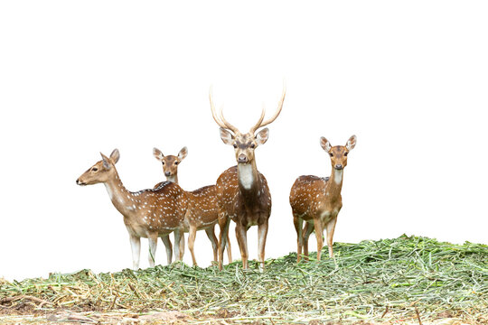 Cute brown stag buck with antlers isolated on a white background or wild reindeer animal silhouette in the forest for a nature wildlife 