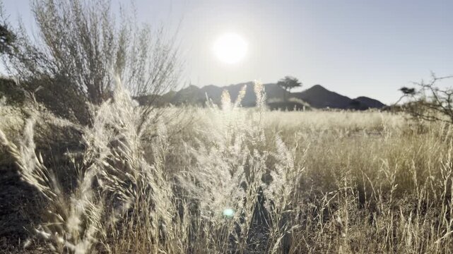Grassy Landscapes, Namibia