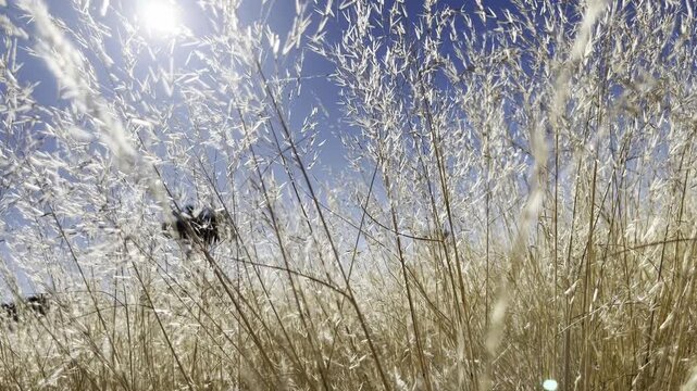 Grassy Landscapes, Namibia