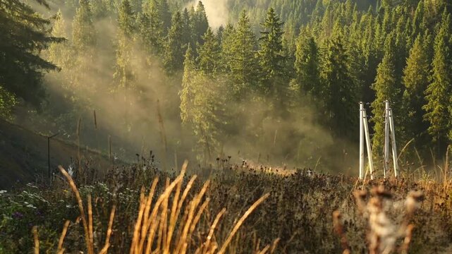 Beautiful morning fog in green pine forest of Carpathian mountains. Captured in 60fps for smooth motion or slow motion. Epic sunlight through mist in wild woods. Cinematic nature of Ukraine.