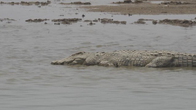 Wildlife In Hwange National Park, Zimbabwe (Slow Motion)