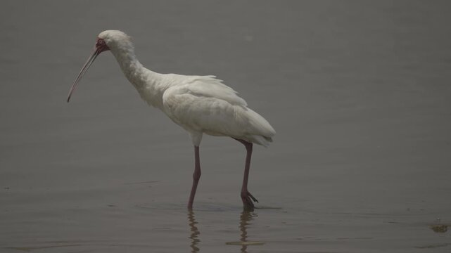 Wildlife In Hwange National Park, Zimbabwe (Slow Motion)