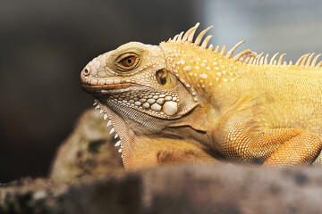 Obraz premium Close up of beautiful yellow iguana with soft background and foreground.